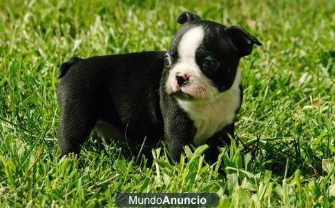 Regalo   Boston Terrier cachorros