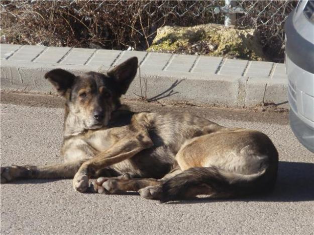 TARA, RECIÉN ABANDONADA, AÚN ESTAMOS A TIEMPO DE SALVARLA