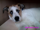 vendo un perro (negociar precio) contadtar con migo en sandra_13_nueva@hotmail.com - mejor precio | unprecio.es