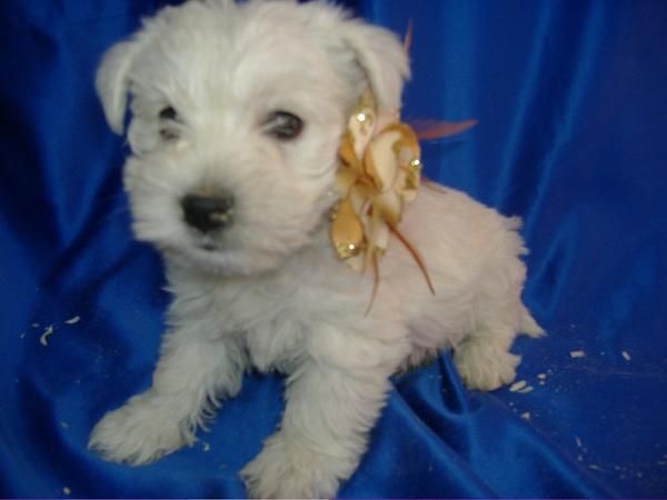 WESTYS - WEST HIGHLAND WHITE TERRIER - 450   - con pedigree