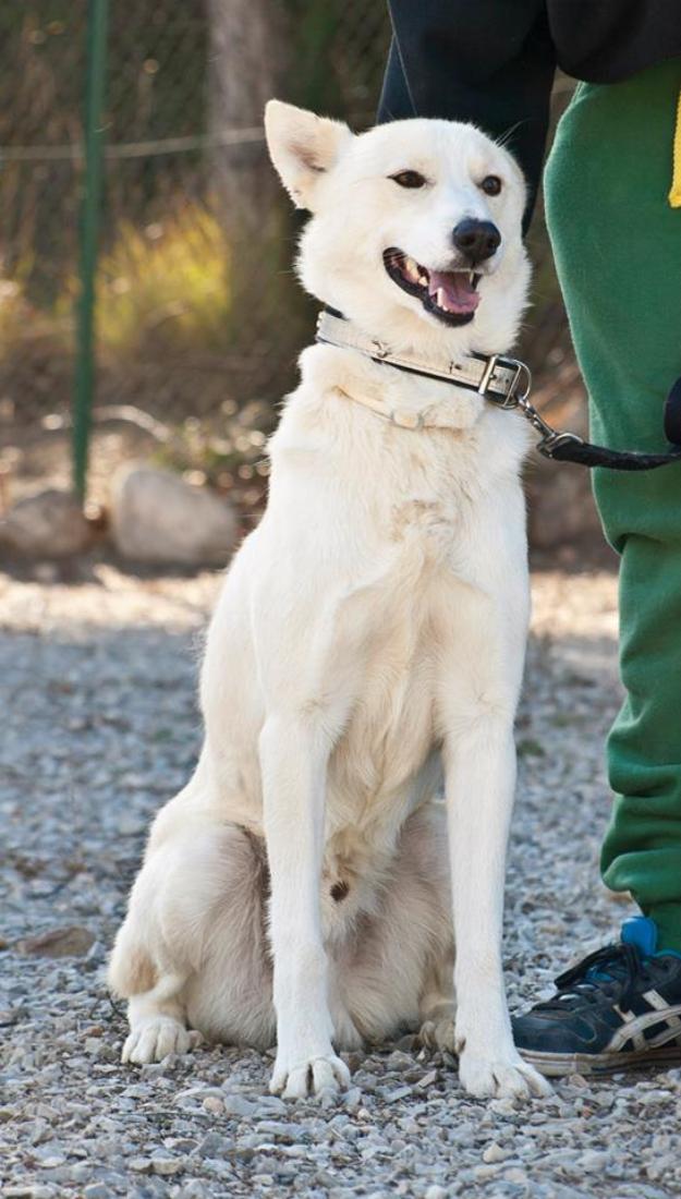 colgate, precioso husky en adopción