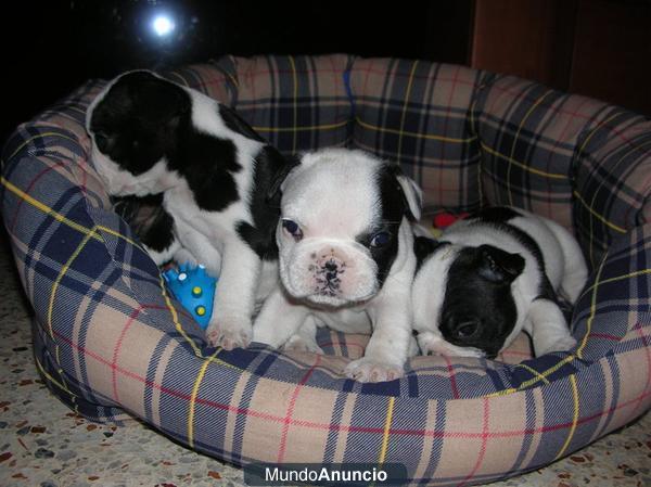 bulldog frances,bichon maltes,carlinos,mini pinchers,westys,chiguaguas