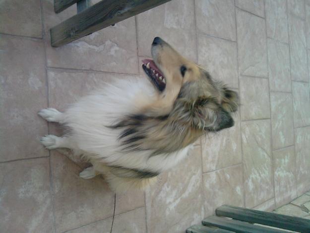 BUSCO NOVIO ROUGH COLLIE!