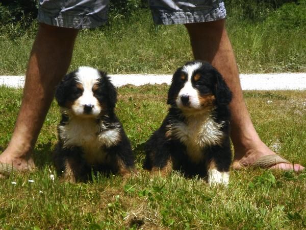 CACHORROS DE BOYERO DE BERNA 500