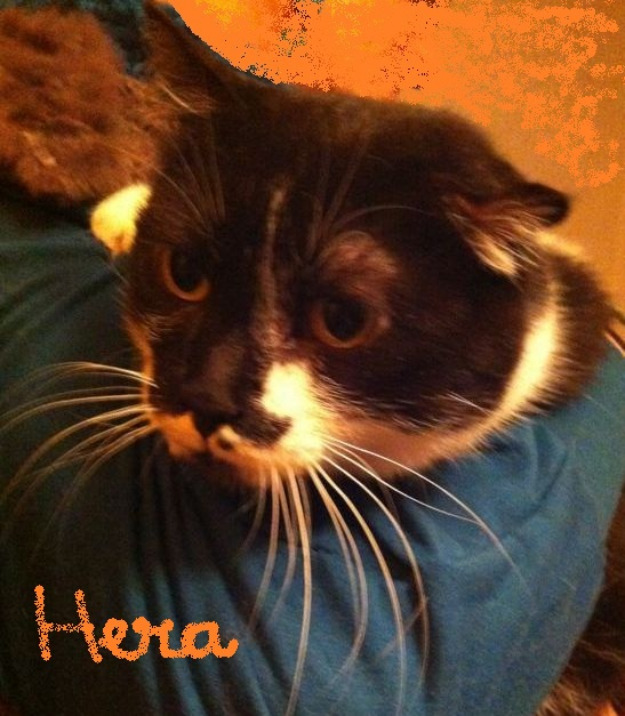 Hera, la triste historia de una mama gata