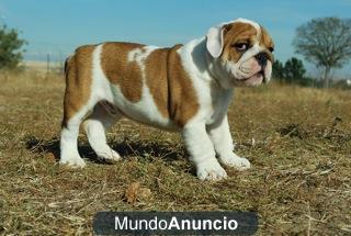 MAGNIFICOS EJEMPLARES DE BULLDOG INGLES CACHORROS DE EXCELENTES LINEAS BUEN PEDIGRE