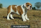 MAGNIFICOS EJEMPLARES DE BULLDOG INGLES CACHORROS DE EXCELENTES LINEAS BUEN - mejor precio | unprecio.es