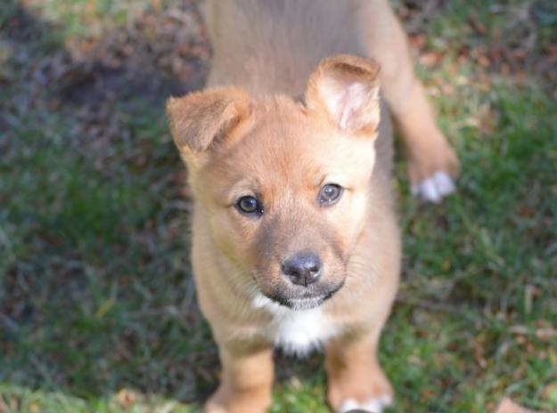 Preciosa cachorra de 2 meses EN ADOPCION