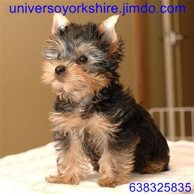 Precioso yorkshire terrier toy con dos meses