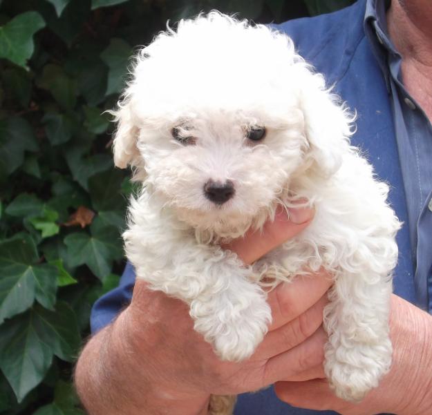 Preciosos cachorros de caniche mini