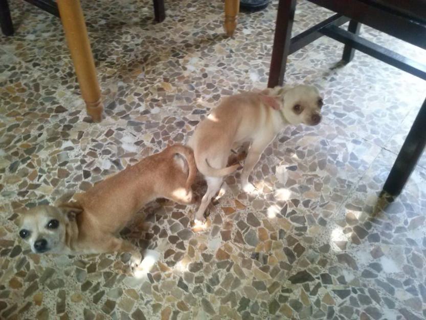 se venden chihuahuas