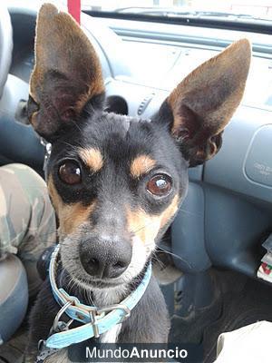 PIXIN,MINI PINSCHER ZALAMERO,CARIÑOSO..ADOPCION URGENTE