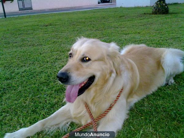 Busco hembra Golden Retriever para monta