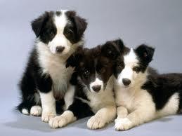 Cachorros Border Collie