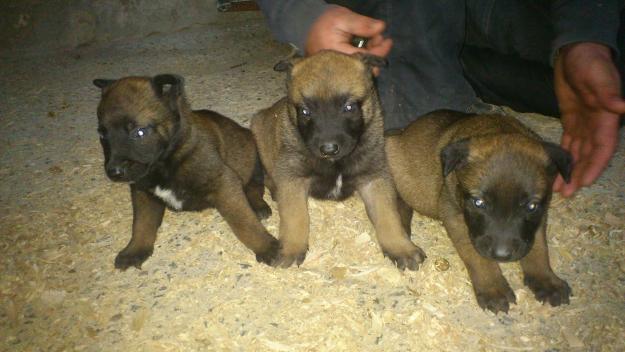 cachorros de pastor belga malinois