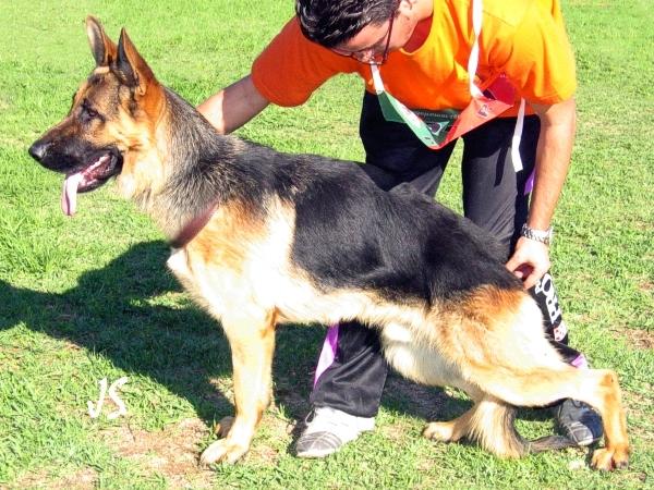 CACHORROS HIJOS DEL V GERO DE EXTRECAN