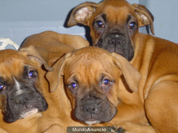 Extraordinarios cachorros de Boxer - Barcelona