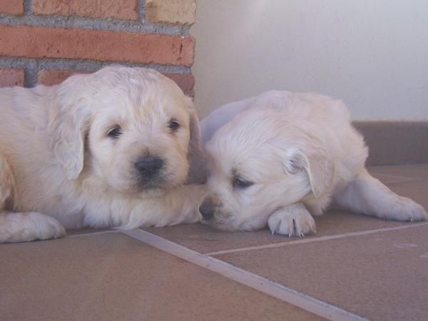 Golden con magnifico Pedigree.Economicos