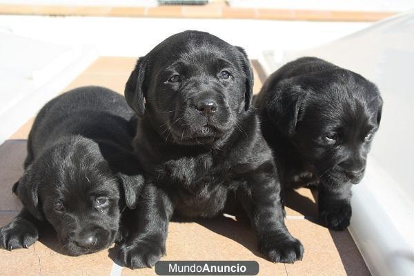 preciosa camada de labrador negro