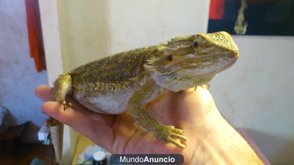 Reptiles y terrarios