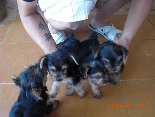 Vendo Camada Yorkshire Terrier