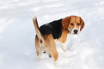 Beagle para montas en Valencia