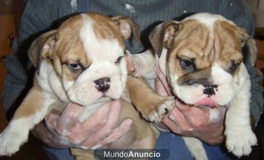 bulldog ingles por 990 en madrid