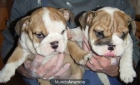 bulldog ingles por 990 en madrid - mejor precio | unprecio.es