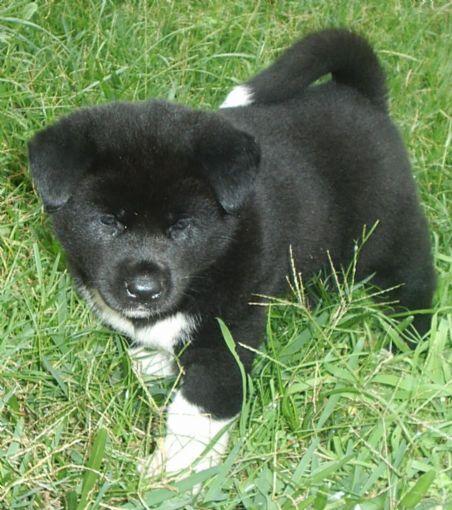 Cachorros Akita Americano