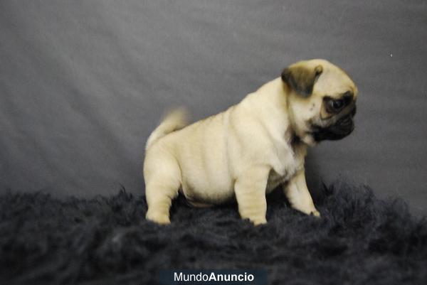 CARLINO PUG CON PEDIGREE DE CALIDAD