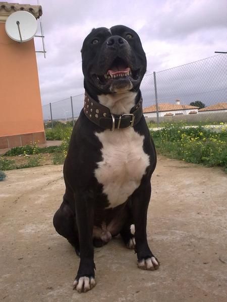 pit bull para montas