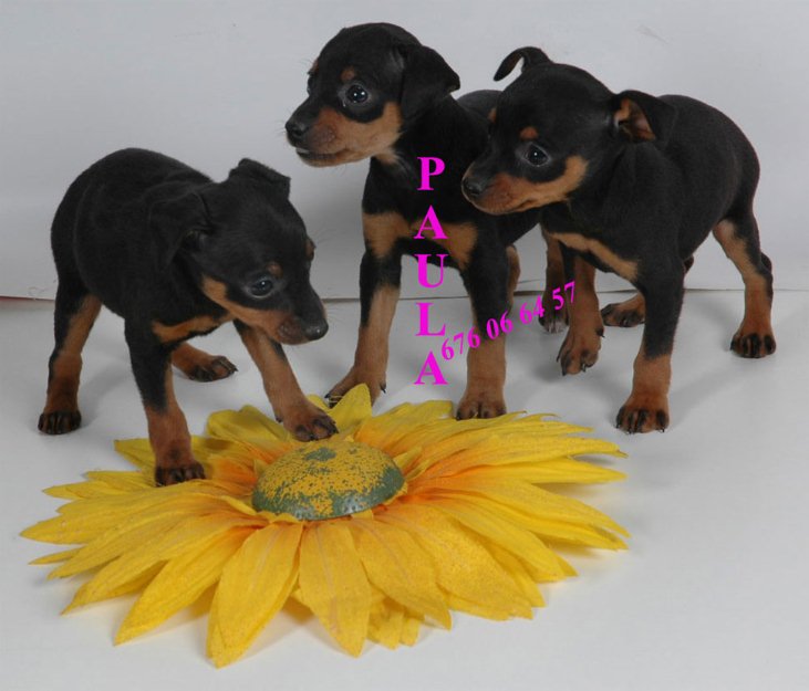 Vendo cachorritos  de Mini Pincher Increibles