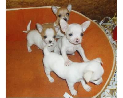 4 Chihuahua perros de raza miniatura hombres y mujeres 100€ para uno