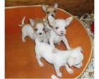 4 Chihuahua perros de raza miniatura hombres y mujeres 100€ para uno - mejor precio | unprecio.es