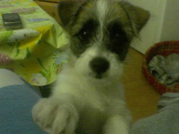 BUSCO FAMILIA DE ADOPCION!!