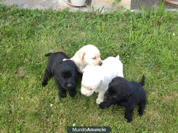 CACHORRITOS DE LABRADOR