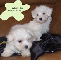 Cachorros de Bichon Maltes Pura raza y economicos