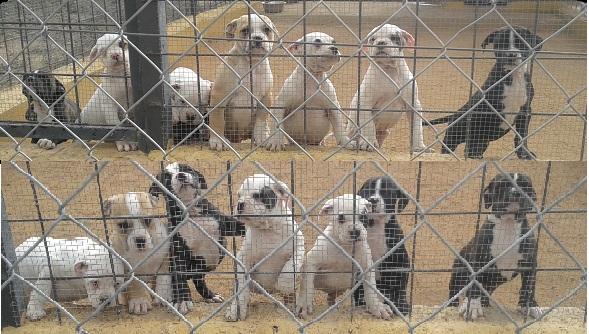 Cachorros de bulldog americano