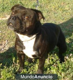 Camada staffordshire bull terrier