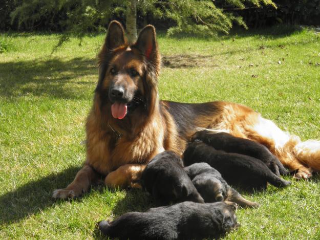 Preciosos cachorros de Pastor Aleman Pelo largo negro y fuego