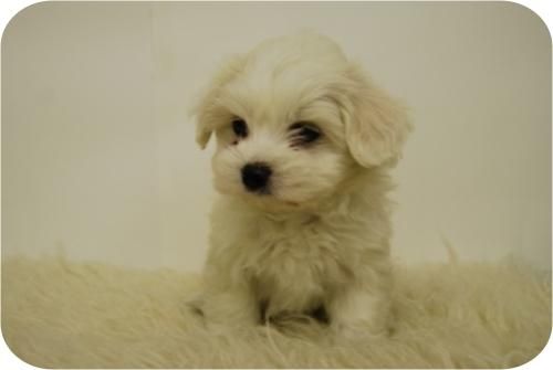 Cachorritos de Bichon maltes hembras y machos disponibles.