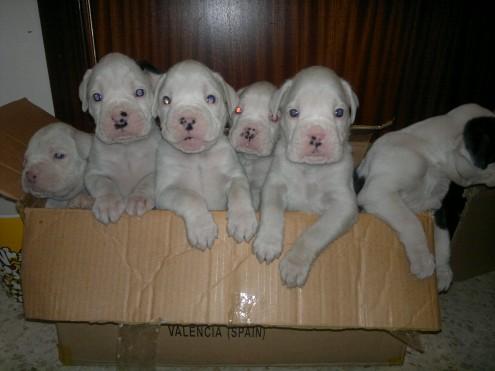 CAMADA DE BOXER BLANCOS