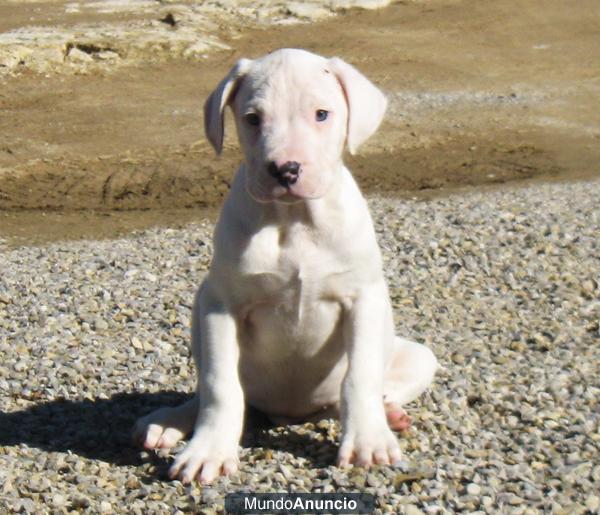 dogo argentino cachorros 350€