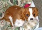 dulce Cavalier King Charles Spaniel de un nuevo hogar. - mejor precio | unprecio.es