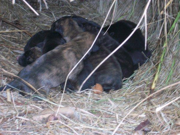 Galga y sus cachorros