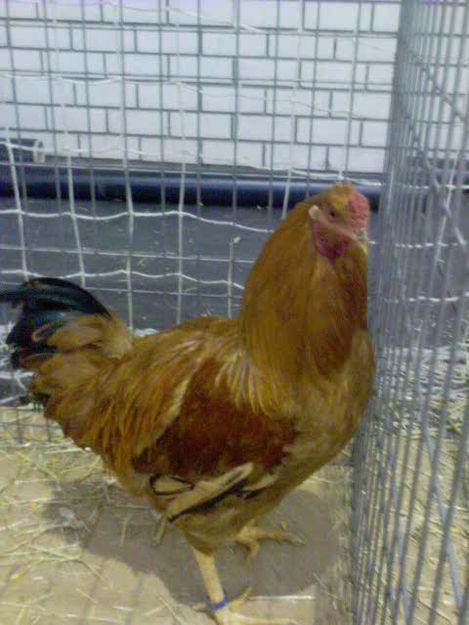 GALLINA DE MOS