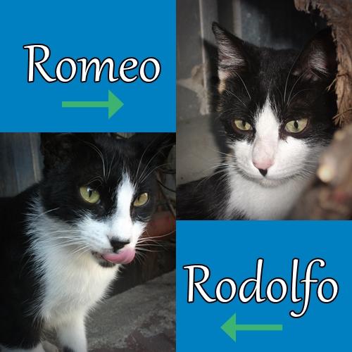 ROMEO Y RODOLFO. Dos hermanos en busca de un buen hogar.