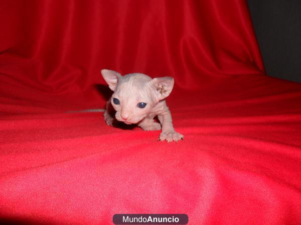 sphynxgatos