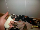 vendo cachorros de chiguagua - mejor precio | unprecio.es