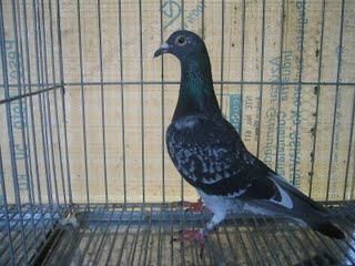 venta de palomas mensajeras